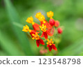 Vibrant Red and Yellow Tropical Milkweed Flowers Blooming in Green Foliage Garden 123548798
