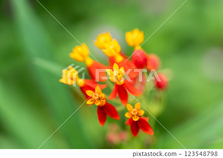 Vibrant Red and Yellow Tropical Milkweed Flowers Blooming in Green Foliage Garden Vibrant Red and Yellow Tropical Milkweed Flowers Blooming in Green Foliage Garden 123548798
