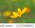 Vibrant Yellow Cosmos Flower in Bloom, Bangkok, Thailand 123548801
