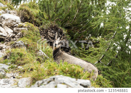 Chamois at Karwendel Hohenweg, Austria Chamois at Karwendel Hohenweg, Austria 123548881