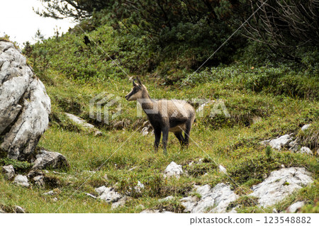 Chamois at Karwendel Hohenweg, Austria Chamois at Karwendel Hohenweg, Austria 123548882