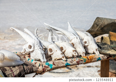 Salted goat skulls on sale as souvenirs at local market, Lac Assal salt lake, Tadjourah Region, Djibouti, Africa 123548911