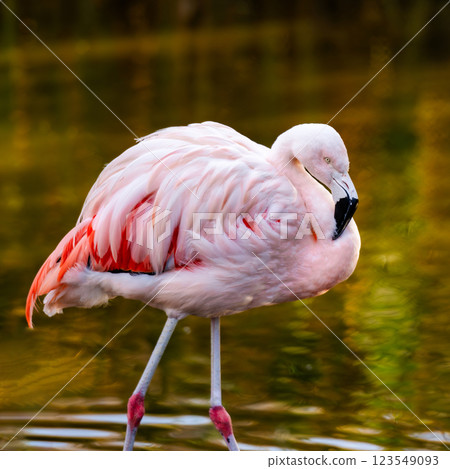 Pink Flamingo Birds In Water 123549093