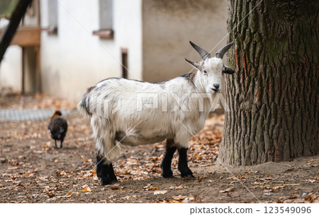 Beautiful Young Goat On An Outdoor Farm 123549096