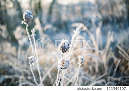 Plants Were Covered In Ice At Dawn 123549107