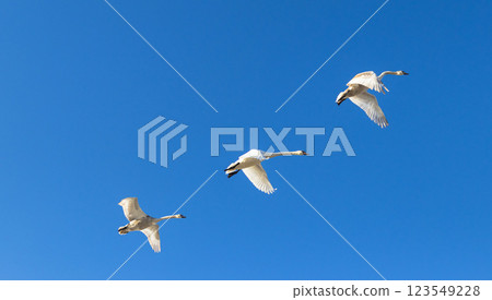 Flock of swans flying. Nature Flock of swans flying. Nature 123549228