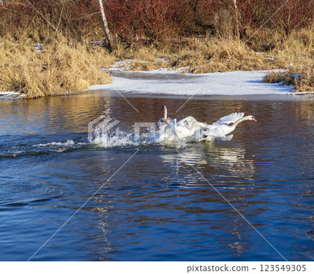 Swans on the frozen pond Swans on the frozen pond 123549305