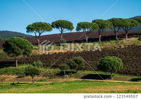 Serene countryside with vibrant nature and descending pine garden Serene countryside with vibrant nature and descending pine garden 123549507