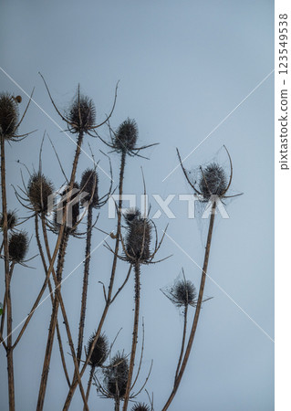 Withered thistles with spiderwebs against an overcast blue sky 123549538