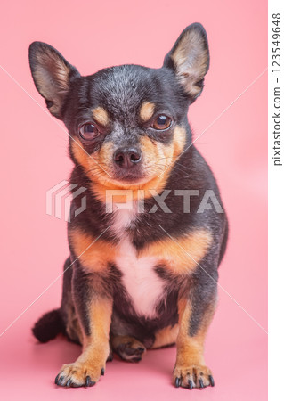 Chihuahua dog with short hair tricolor on a pink background. 123549648