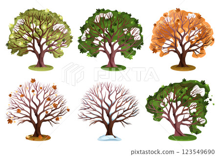 Maple seasonal tree set. Vector wood for winter and summer, autumn and spring. Botany and biology symbol. Deciduous foliage for forest and woodland, park. Nature and ecology, botany and biology. 123549690