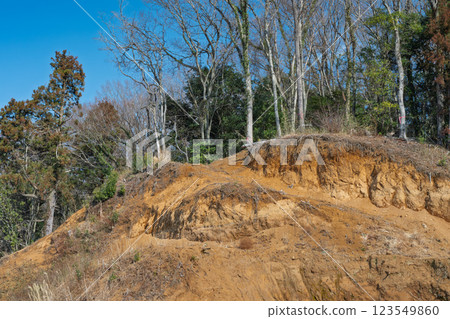 Survey of dangerous trees on sloping land 123549860