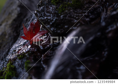 [Scenery of Shonai] Mt. Chokai Omonoki Shrine and autumn leaves (Warabiokaguchinomiya) 123549984