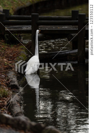 [野生動物] 蒼鷺站在公園的池塘裡 123550112