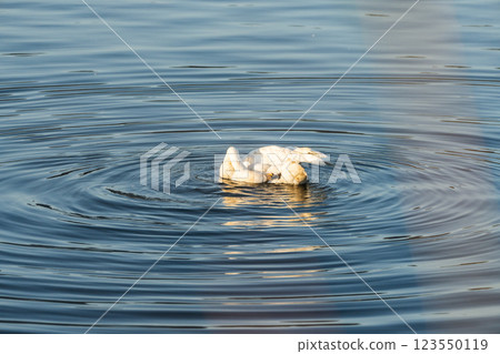【莊內的野生動物】天鵝清晨抵達大山下池,然後飛走 【莊內的野生動物】天鵝清晨抵達大山下池,然後飛走 123550119