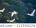 【莊內的野生動物】天鵝清晨抵達大山下池，然後飛走 123550124