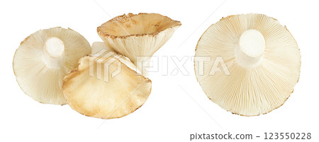 fresh milk cap boletus mushroom isolated on white background. Top view. Flat lay fresh milk cap boletus mushroom isolated on white background. Top view. Flat lay 123550228