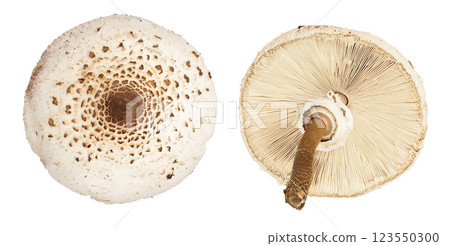 Parasol mushroom or Macrolepiota procera isolated on white background Parasol mushroom or Macrolepiota procera isolated on white background 123550300