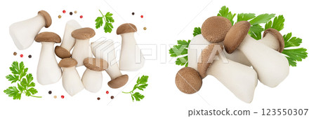 King Oyster mushroom or Eringi isolated on white background . Top view. Flat lay King Oyster mushroom or Eringi isolated on white background . Top view. Flat lay 123550307