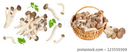 Brown beech mushrooms or Shimeji mushroom in a wicker basket isolated on white background . Top view, flat lay Brown beech mushrooms or Shimeji mushroom in a wicker basket isolated on white background . Top view, flat lay 123550309