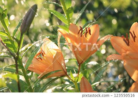 Summer rain in the garden and lilies with drops on the bokeh background, blurred focus. Beautiful summer garden in the early morning with natural bokeh and rain background Summer rain in the garden and lilies with drops on the bokeh background, blurred focus. Beautiful summer garden in the early morning with natural bokeh and rain background 123550516