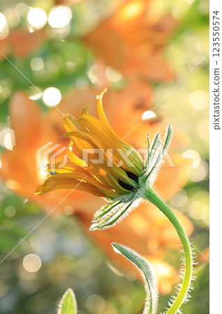 Summer rain in the garden and lilies with drops on the bokeh background, blurred focus. Beautiful summer garden in the early morning with natural bokeh and rain background Summer rain in the garden and lilies with drops on the bokeh background, blurred focus. Beautiful summer garden in the early morning with natural bokeh and rain background 123550574