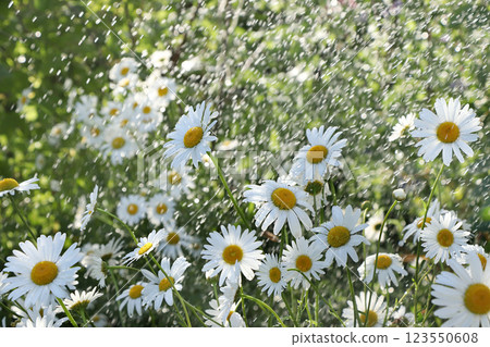 Summer rain in the garden and daisies with drops on the bokeh background, blurred focus. Beautiful summer garden in early morning with natural bokeh and rain background 123550608