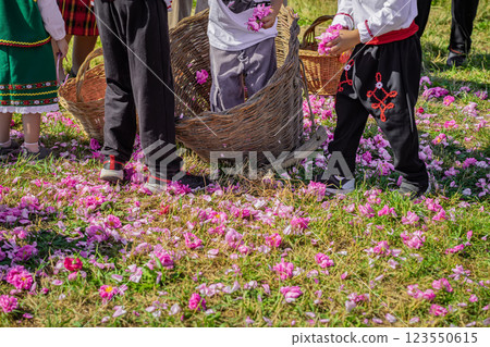 Children in traditional Bulgarian clothing collecting pink rose petals in large wicker basket during annual rose festival. Ground is covered in floral carpet of petals, creating festive atmosphere Children in traditional Bulgarian clothing collecting pink rose petals in large wicker basket during annual rose festival. Ground is covered in floral carpet of petals, creating festive atmosphere 123550615