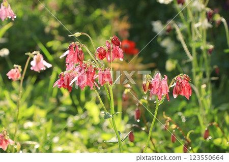 Summer rain in the garden and flowers with drops on a bokeh background, blurred focus, the concept of a holiday with flowers, relaxing in the garden. Beautiful summer garden early in the morning with Summer rain in the garden and flowers with drops on a bokeh background, blurred focus, the concept of a holiday with flowers, relaxing in the garden. Beautiful summer garden early in the morning with 123550664