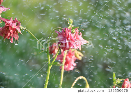 Summer rain in the garden and flowers with drops on a bokeh background, blurred focus, the concept of a holiday with flowers, relaxing in the garden. Beautiful summer garden early in the morning with Summer rain in the garden and flowers with drops on a bokeh background, blurred focus, the concept of a holiday with flowers, relaxing in the garden. Beautiful summer garden early in the morning with 123550676
