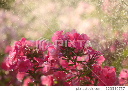 Abstract floral background.Summer rain in the garden and flowers with drops and bokeh, blurred focus. Beautiful summer garden in the early morning with natural bokeh and rain, summer postcard Abstract floral background.Summer rain in the garden and flowers with drops and bokeh, blurred focus. Beautiful summer garden in the early morning with natural bokeh and rain, summer postcard 123550757