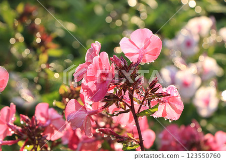Abstract floral background.Summer rain in the garden and flowers with drops and bokeh, blurred focus. Beautiful summer garden in the early morning with natural bokeh and rain, summer postcard Abstract floral background.Summer rain in the garden and flowers with drops and bokeh, blurred focus. Beautiful summer garden in the early morning with natural bokeh and rain, summer postcard 123550760