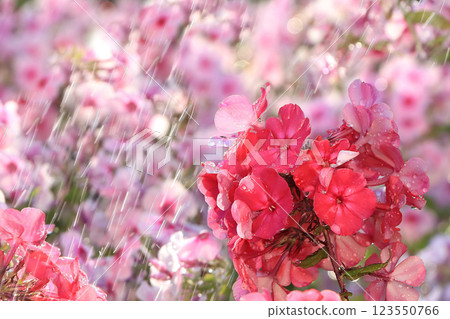Abstract floral background.Summer rain in the garden and flowers with drops and bokeh, blurred focus. Beautiful summer garden in the early morning with natural bokeh and rain, summer postcard Abstract floral background.Summer rain in the garden and flowers with drops and bokeh, blurred focus. Beautiful summer garden in the early morning with natural bokeh and rain, summer postcard 123550766