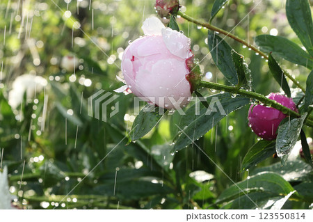 Summer rain in the garden and peonies with drops on the bokeh background, blurred focus. Beautiful summer garden with flowers in the early morning with natural bokeh and rain background 123550814