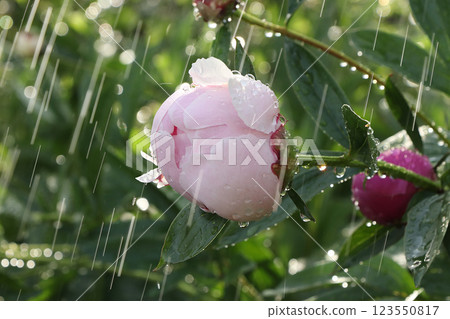 Summer rain in the garden and peonies with drops on the bokeh background, blurred focus. Beautiful summer garden with flowers in the early morning with natural bokeh and rain background 123550817