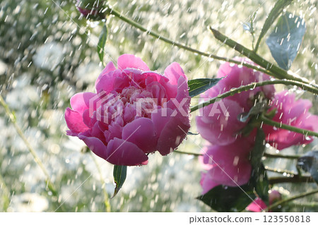 Summer rain in the garden and peonies with drops on the bokeh background, blurred focus. Beautiful summer garden with flowers in the early morning with natural bokeh and rain background Summer rain in the garden and peonies with drops on the bokeh background, blurred focus. Beautiful summer garden with flowers in the early morning with natural bokeh and rain background 123550818