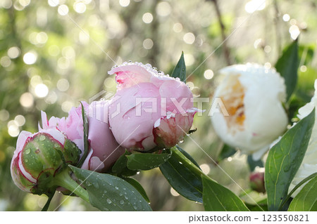 Summer rain in the garden and peonies with drops on the bokeh background, blurred focus. Beautiful summer garden with flowers in the early morning with natural bokeh and rain background Summer rain in the garden and peonies with drops on the bokeh background, blurred focus. Beautiful summer garden with flowers in the early morning with natural bokeh and rain background 123550821