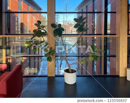 Green Plant on Floor in Modern Commercial Lobby 123550837