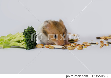 Fluffy Syrian hamster eating seeds on white background. Animal pet Fluffy Syrian hamster eating seeds on white background. Animal pet 123550852