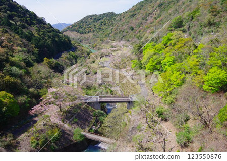從兵庫縣南淡路市大日川水壩欣賞大日水壩公園的櫻花 123550876