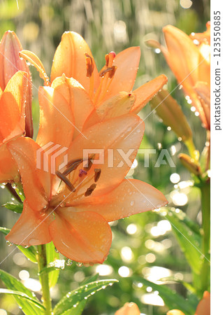 Summer rain in the garden and lilies with drops on the bokeh background, blurred focus. Beautiful summer garden in the early morning with natural bokeh and rain background Summer rain in the garden and lilies with drops on the bokeh background, blurred focus. Beautiful summer garden in the early morning with natural bokeh and rain background 123550885