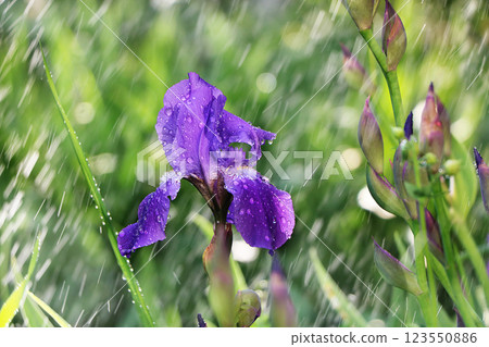 Summer rain in the garden and irises with drops on bokeh background, blurred focus. Beautiful summer garden early morning with natural bokeh and rain background Summer rain in the garden and irises with drops on bokeh background, blurred focus. Beautiful summer garden early morning with natural bokeh and rain background 123550886