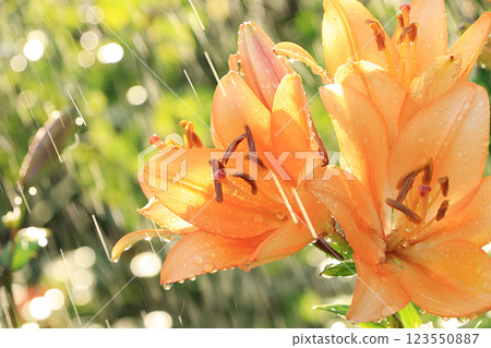 Summer rain in the garden and lilies with drops on the bokeh background, blurred focus. Beautiful summer garden in the early morning with natural bokeh and rain background Summer rain in the garden and lilies with drops on the bokeh background, blurred focus. Beautiful summer garden in the early morning with natural bokeh and rain background 123550887