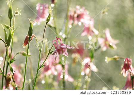 Summer rain in the garden and flowers with drops on a bokeh background, blurred focus, the concept of a holiday with flowers, relaxing in the garden. Beautiful summer garden early in the morning with  123550889