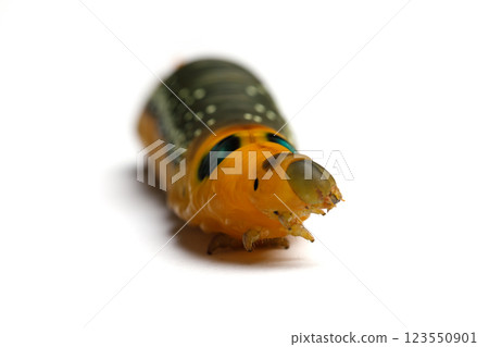 Portrait of Caterpillar Oleander Hawk-moth or Daphnis nerii on white background Portrait of Caterpillar Oleander Hawk-moth or Daphnis nerii on white background 123550901