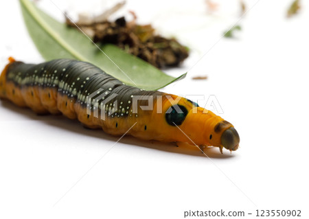 Large Caterpillar of Oleander Hawk moth or Daphnis nerii Butterfly with green Oleander leaf Large Caterpillar of Oleander Hawk moth or Daphnis nerii Butterfly with green Oleander leaf 123550902