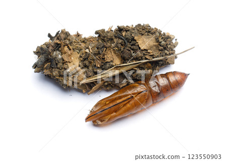 Brown empty cocoon of Oleander Hawk moth or Daphnis nerii butterfly 123550903