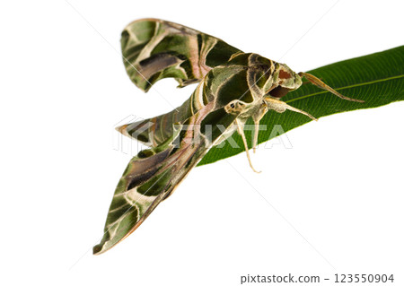 Green Oleander Hawk-moth butterfly on leaf isolated on white background, macro 123550904