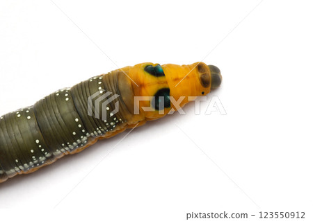 Caterpillar daphnis nerii on white background Caterpillar daphnis nerii on white background 123550912