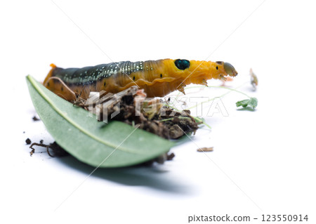 Insect Caterpillar of Oleander Hawk moth or Daphnis nerii Butterfly with green Oleander leaf Insect Caterpillar of Oleander Hawk moth or Daphnis nerii Butterfly with green Oleander leaf 123550914